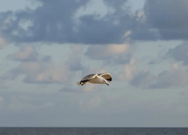 Su üzerinde uçan martı