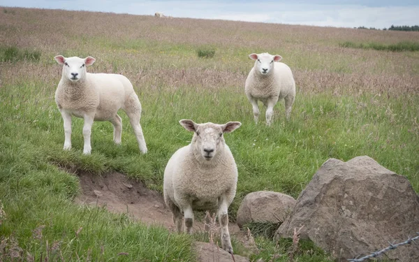 Doğrudan kameraya bakarak üç beyaz koyun