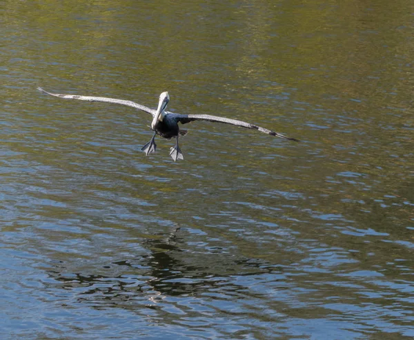 Пеликан Приземляется Воду — стоковое фото