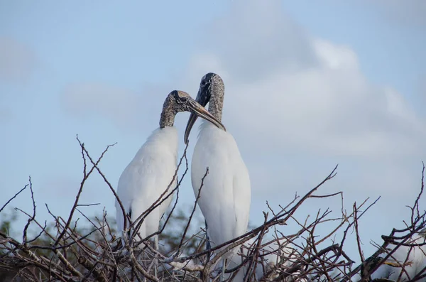 Wood Stork Pair Nest — Stock Photo, Image