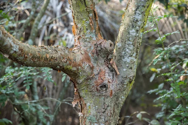 Kabuk soyma ile üç dallı ağaç kamyon