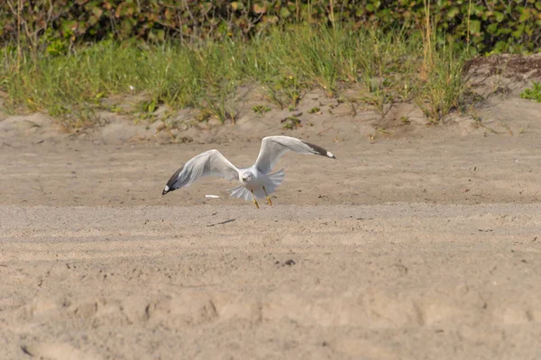 Möwe Fliegt Über Sandstrand — Stockfoto