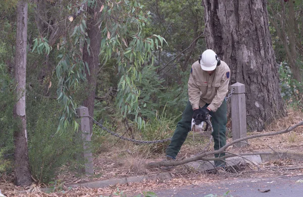 Adam kesme şube Zincir testere ile