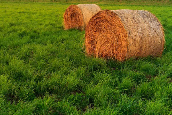 Rundbal hö i solbelysta gräsbevuxen betesmark vid solnedgången. — Stockfoto