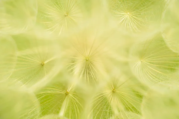 Абстрактный цветочный фон одуванчика. Семенной макро крупный план . — стоковое фото