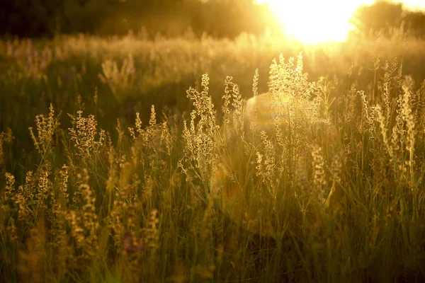 Fin Vacker Lila Blommor — Stockfoto