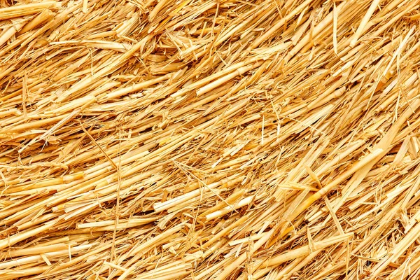 Golden Yellow Hay Straw As Textured Background Stock Photo