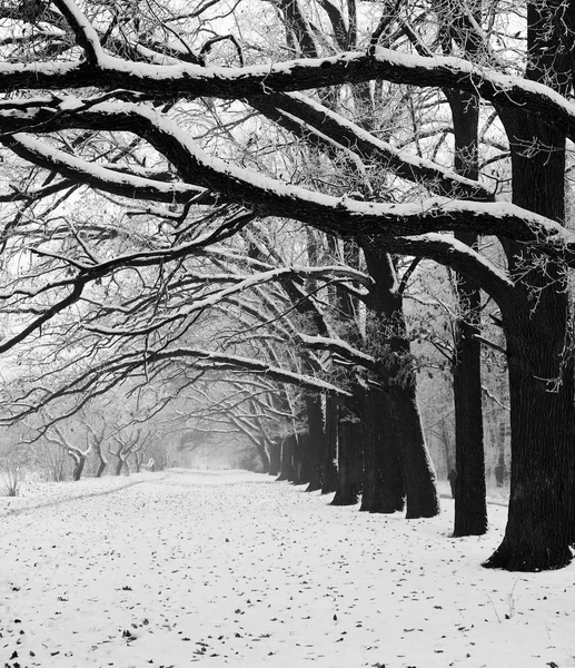 Árvore beco no parque de inverno — Fotografia de Stock