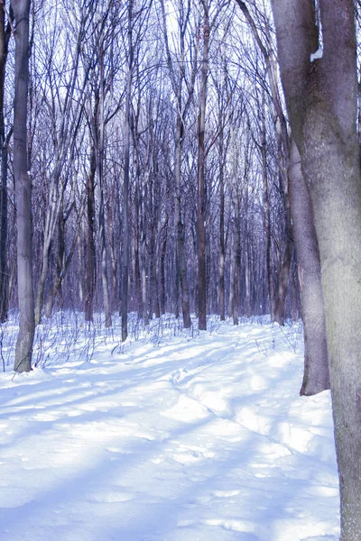 Güzel kış orman Park niteliğine — Stok fotoğraf