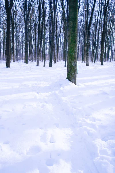 Güzel kış orman Park niteliğine — Stok fotoğraf