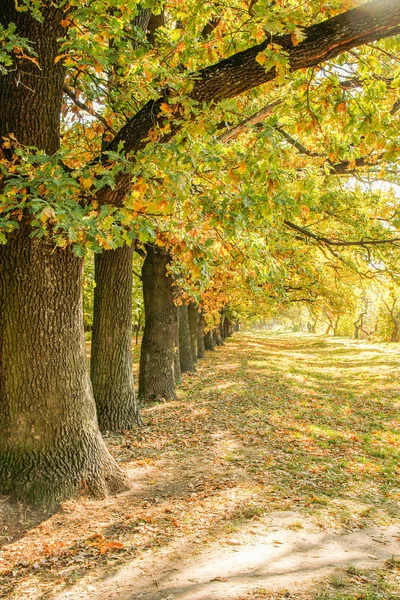 Autumn leaves on a tree in a park background — Stock Photo, Image