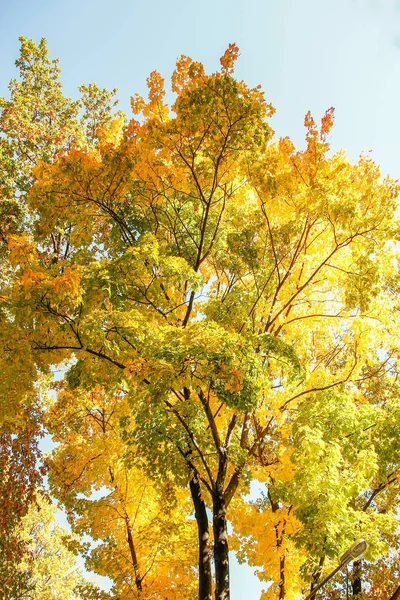 Las hojas otoñales sobre el árbol en el fondo del parque —  Fotos de Stock