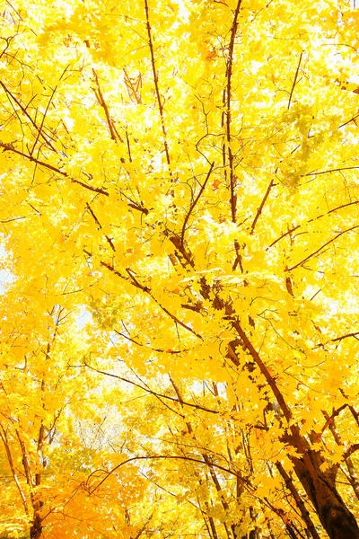 Herbstblätter auf einem Baum im Hintergrund eines Parks — Stockfoto