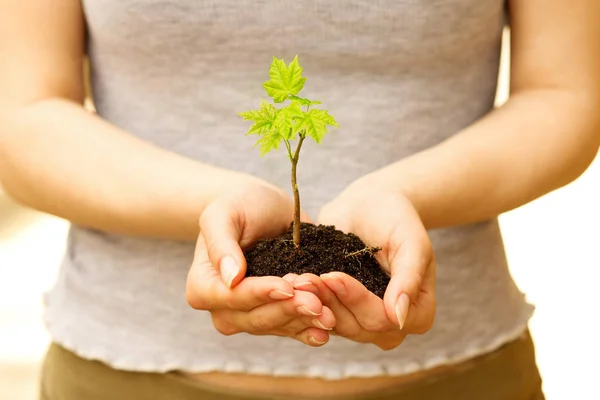 Plante verte dans les mains sur le fond du parc naturel — Photo