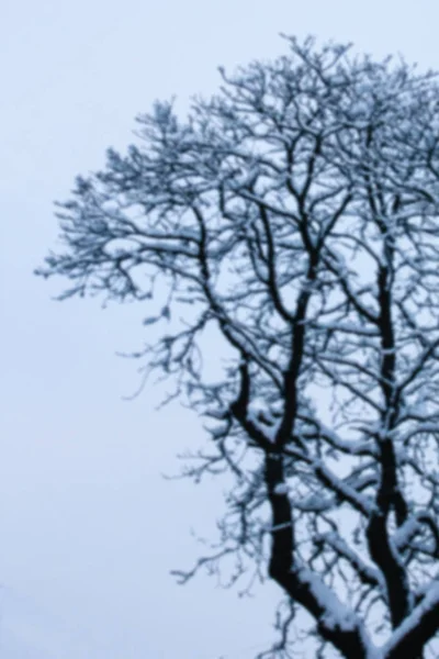 Hermoso bosque parque invierno al aire libre — Foto de Stock