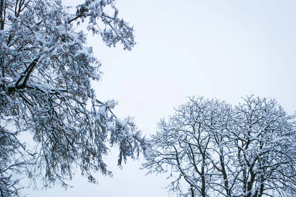 Güzel park orman kış açık havada — Stok fotoğraf