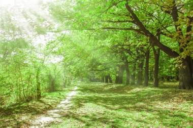Park arka plan ağaç sonbahar yaprakları