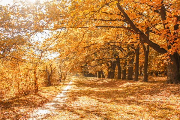 Park arka plan ağaç sonbahar yaprakları — Stok fotoğraf