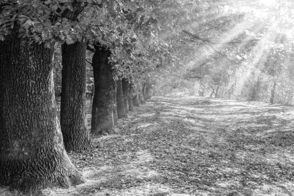 Höstlöv på ett träd i en park bakgrund — Stockfoto