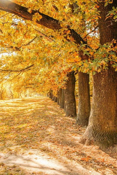 Autumn leaves on a tree in a park background — Stock Photo, Image