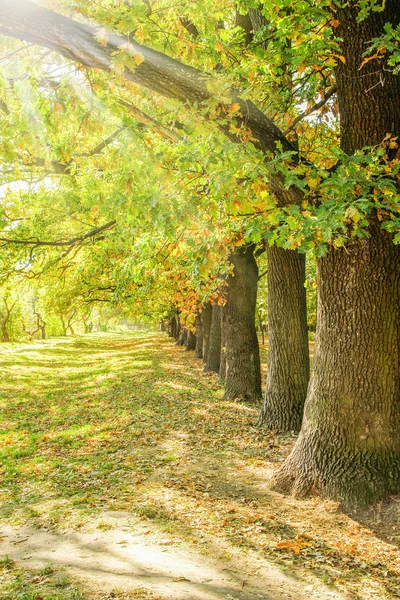 Autumn leaves on a tree in a park background — Stock Photo, Image