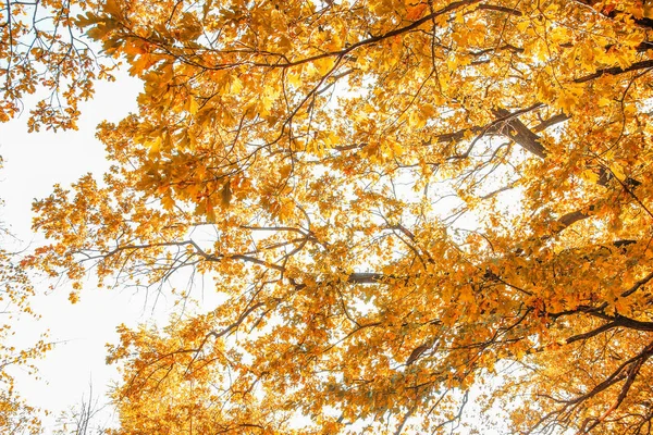 Осенние листья на дереве на фоне парка — стоковое фото