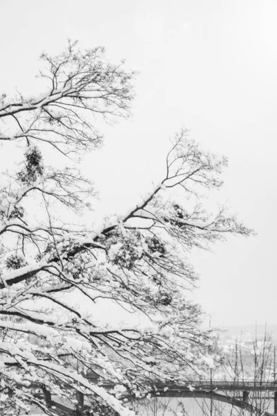 Bellissimo parco foresta inverno all'aperto — Foto Stock