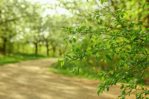 Park nature path in the meadow — Stock Photo, Image