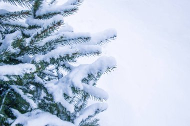 doğa parkı Noel ağacının güzel arka plan