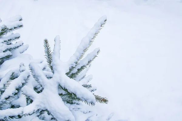 Doğa parkı Noel ağacının güzel arka plan — Stok fotoğraf