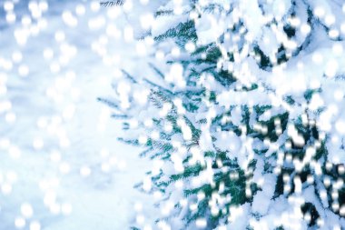 parkta doğada kışın güzel Noel ağacı dalı 