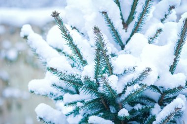 parkta doğada kışın güzel Noel ağacı dalı 