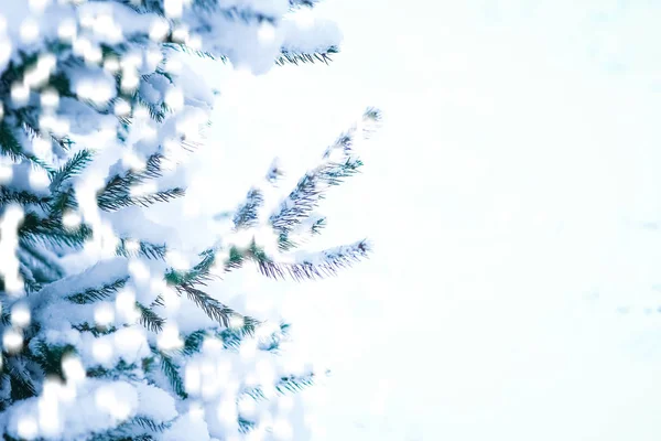 Belle branche d'arbre de Noël en hiver sur la nature dans le parc — Photo