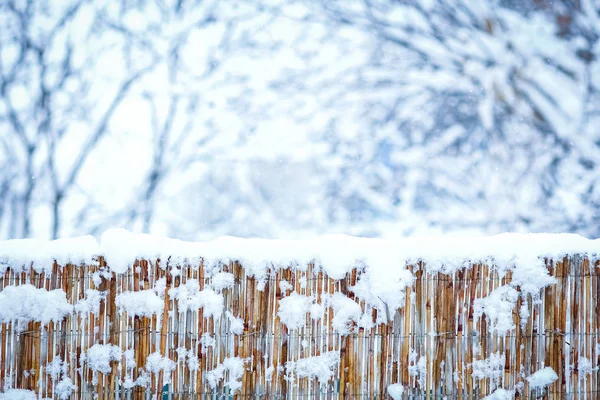 Tučné vodítko v zimě na přírodě na pozadí parku — Stock fotografie