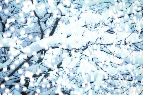 Vackra träd på vintern på naturen i parkens bakgrund — Stockfoto