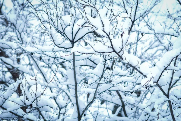 Beautiful trees in winter on nature in the park background — Stock Photo, Image