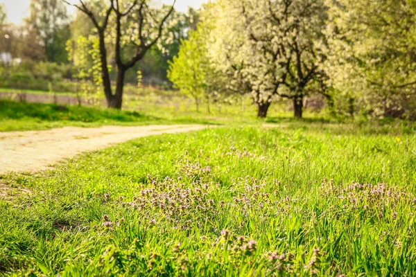 Park jellegű ösvény a réten — Stock Fotó