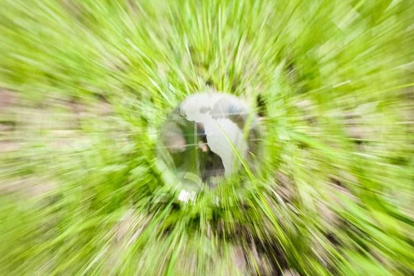 Vacker snygg glas mark på gräset i en Park på natur — Stockfoto