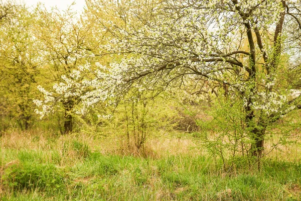 Parc sentier nature dans la prairie — Photo