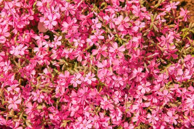 arka plan güzel canlı çiçekler