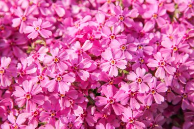 arka plan güzel canlı çiçekler