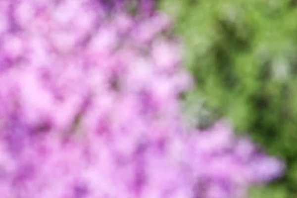 背景美しい生花 — ストック写真