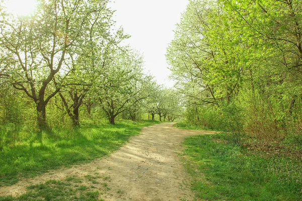 Park nature path in the meadow — Stock Photo, Image