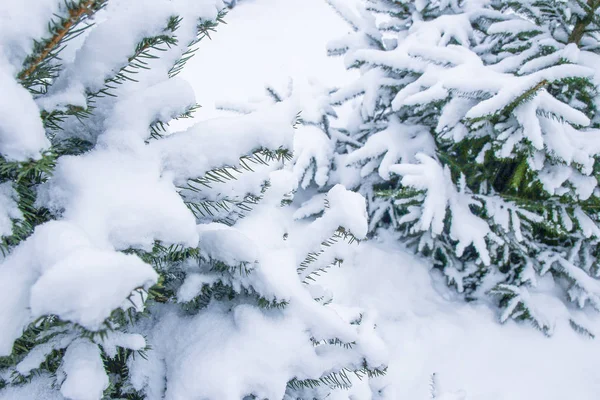 Vacker bakgrund av julgran i Nature Park — Stockfoto