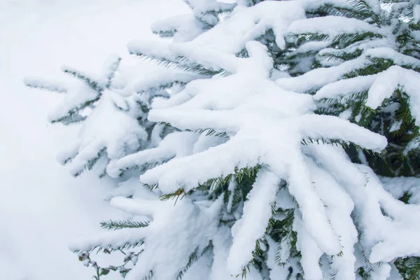 Prachtige achtergrond van de kerstboom in natuurpark — Stockfoto