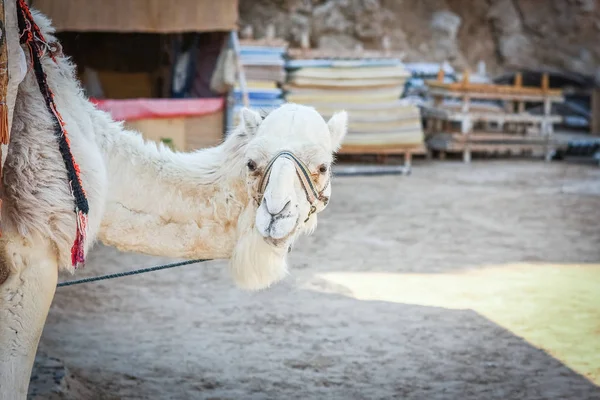 Mooie kameel op de natuur in de buurt van de zee egypt achtergrond — Stockfoto