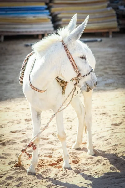 Belo burro junto ao mar no fundo da natureza — Fotografia de Stock