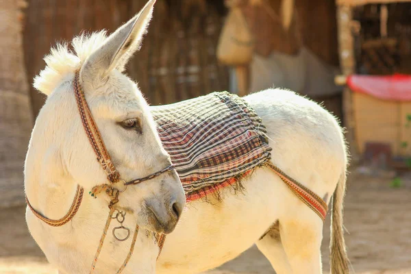 Beautiful donkey by the sea in nature background — Stock Photo, Image