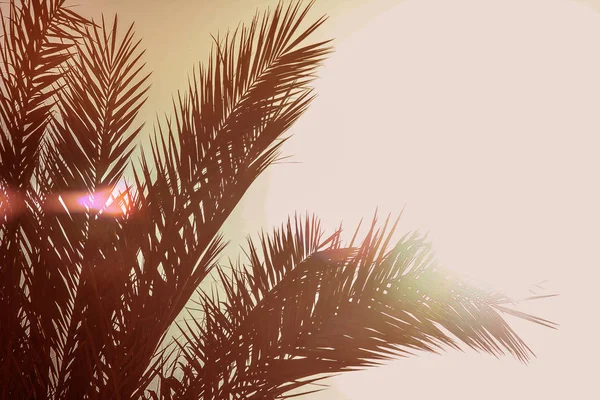 Schön stylische Palme am Naturufer des Meeres backgro — Stockfoto
