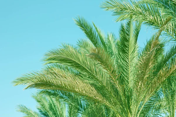 Bellamente elegante palmera en la orilla de la naturaleza del fondo del mar — Foto de Stock